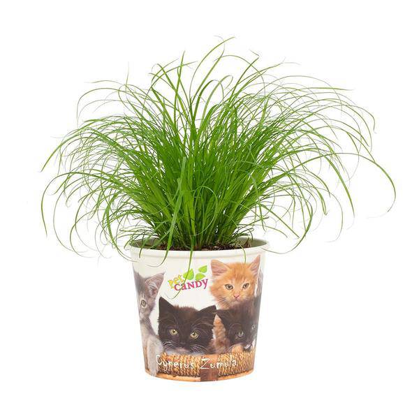 Katzengras – Cyperus Zumula – Wechselblättriges Zyperngras – Ø12cm – ↕23cm – Zimmerpflanze für Katzen – Natürliche Verdauungshilfe & Dekopflanze (Plant) kaufen bei Linkreich – Jetzt entdecken!