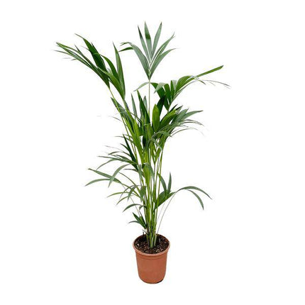 Kentia - Palme – Howea forsteriana – Zimmerpflanze – 160cm – Ø24cm – elegante Grünpflanze für Wohnzimmer, Büro & Wintergarten – pflegeleichte Palme (Plant) kaufen bei Linkreich – Jetzt entdecken!