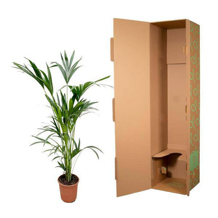 Kentia - Palme – Howea forsteriana – Zimmerpflanze – 160cm – Ø24cm – elegante Grünpflanze für Wohnzimmer, Büro & Wintergarten – pflegeleichte Palme (Plant) kaufen bei Linkreich – Jetzt entdecken!