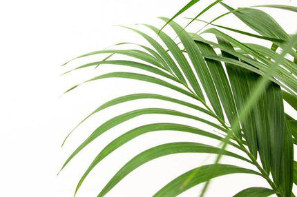 Kentia - Palme – Howea forsteriana – Zimmerpflanze – 160cm – Ø24cm – elegante Grünpflanze für Wohnzimmer, Büro & Wintergarten – pflegeleichte Palme (Plant) kaufen bei Linkreich – Jetzt entdecken!