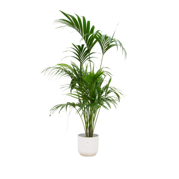 Kentiapalme – Howea forsteriana – Zimmerpflanze – 180cm hoch – Ø30cm inkl. Vibes Fold Topf Weiß – Elegante Palme für Wohnzimmer, Büro & Wintergarten – Tropische Luftreiniger - Pflanze (Plant) kaufen bei Linkreich – Jetzt entdecken!