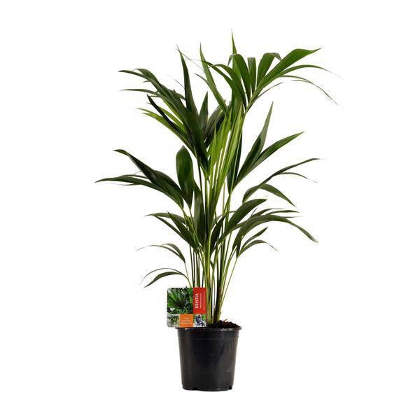 Kentiapalme – Howea Forsteriana – Zimmerpflanze – Ø19cm – ca. 100cm hoch – pflegeleichte & luftreinigende Grünpflanze für Zuhause & Büro (Plant) kaufen bei Linkreich – Jetzt entdecken!