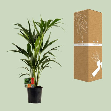 Kentiapalme – Howea Forsteriana – Zimmerpflanze – Ø19cm – ca. 100cm hoch – pflegeleichte & luftreinigende Grünpflanze für Zuhause & Büro (Plant) kaufen bei Linkreich – Jetzt entdecken!