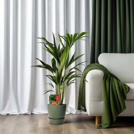 Kentiapalme – Howea Forsteriana – Zimmerpflanze – Ø19cm – ca. 100cm hoch – pflegeleichte & luftreinigende Grünpflanze für Zuhause & Büro (Plant) kaufen bei Linkreich – Jetzt entdecken!