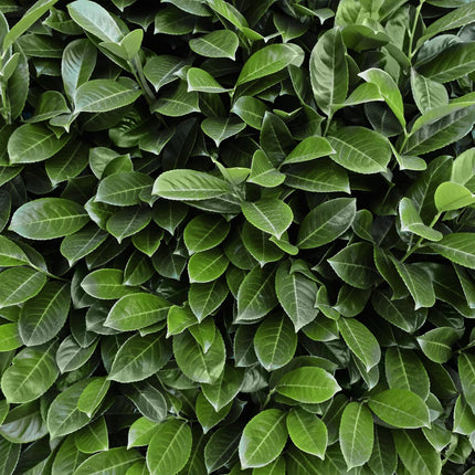 Kirschlorbeer Prunus laurocerasus Novita – Immergrüne Heckenpflanzen – 8 Pflanzen – 1 m – 9 cm Höhe 30–35 cm – Grün – Pflegeleicht (Plant) kaufen bei Linkreich – Jetzt entdecken!