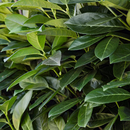 Kirschlorbeer Prunus laurocerasus Novita – Immergrüne Heckenpflanzen – 8 Pflanzen – 1 m – 9 cm Höhe 30–35 cm – Grün – Pflegeleicht (Plant) kaufen bei Linkreich – Jetzt entdecken!