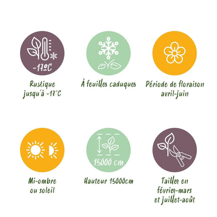 Kletterpflanze Wisteria floribunda Rosea – Rosa Blütentrauben – Frühling – 11 cm x H40 cm – Pflegeleicht – Für Garten, Pergola & Zaun (Plant) kaufen bei Linkreich – Jetzt entdecken!