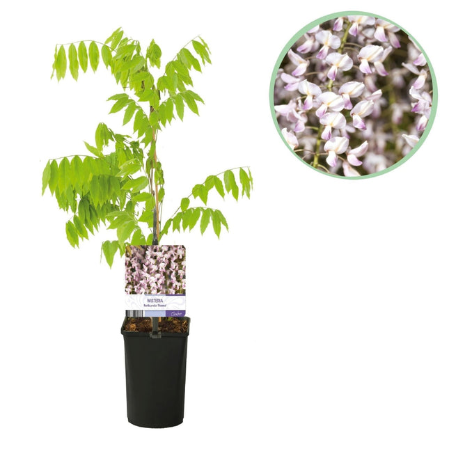 Kletterpflanze Wisteria floribunda Rosea – Rosa Blütentrauben – Frühling – 11 cm x H40 cm – Pflegeleicht – Für Garten, Pergola & Zaun (Plant) kaufen bei Linkreich – Jetzt entdecken!