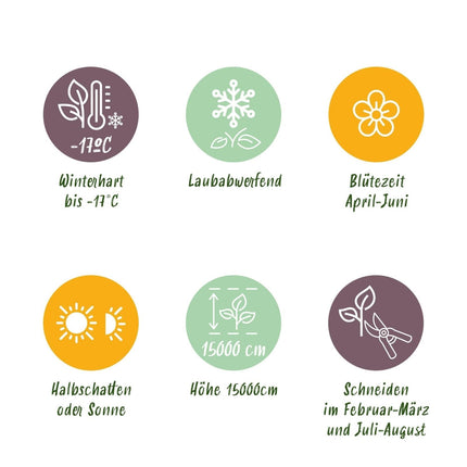 Kletterpflanze Wisteria floribunda Rosea – Rosa Blütentrauben – Frühling – 11 cm x H40 cm – Pflegeleicht – Für Garten, Pergola & Zaun (Plant) kaufen bei Linkreich – Jetzt entdecken!