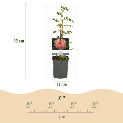 Kletterrose – Rosa Salmon Queen – Lachsrosa Blüten – 2 Pflanzen – 11cm – Höhe 40cm – Duftend & pflegeleicht – Blüte Juni bis Oktober (Plant) kaufen bei Linkreich – Jetzt entdecken!