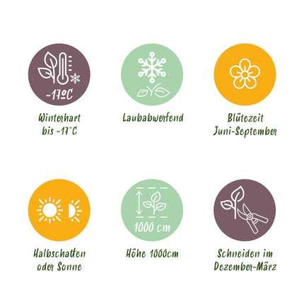 Kletterrose – Rosa Salmon Queen – Lachsrosa Blüten – 2 Pflanzen – 11cm – Höhe 40cm – Duftend & pflegeleicht – Blüte Juni bis Oktober (Plant) kaufen bei Linkreich – Jetzt entdecken!