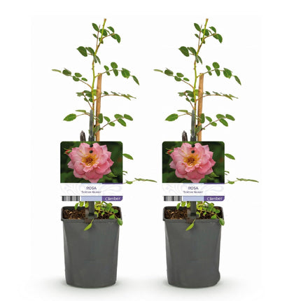 Kletterrose – Rosa Salmon Queen – Lachsrosa Blüten – 2 Pflanzen – 11cm – Höhe 40cm – Duftend & pflegeleicht – Blüte Juni bis Oktober (Plant) kaufen bei Linkreich – Jetzt entdecken!