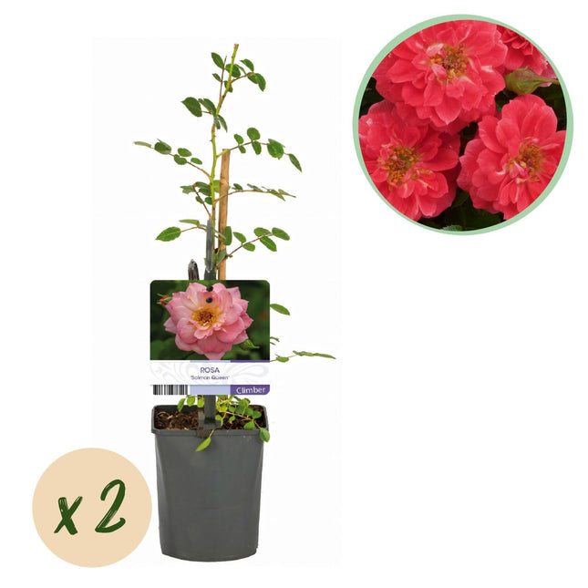 Kletterrose – Rosa Salmon Queen – Lachsrosa Blüten – 2 Pflanzen – 11cm – Höhe 40cm – Duftend & pflegeleicht – Blüte Juni bis Oktober (Plant) kaufen bei Linkreich – Jetzt entdecken!