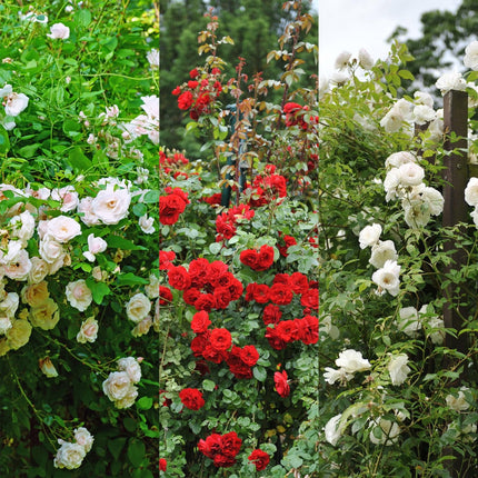 Kletterrose – Rosa Tricolour – Blüte Rosa - Weiß - Rot – 3 Pflanzen – Duftend – Geringer Pflegeaufwand – 11cm – Höhe ca. 40cm (Plant) kaufen bei Linkreich – Jetzt entdecken!