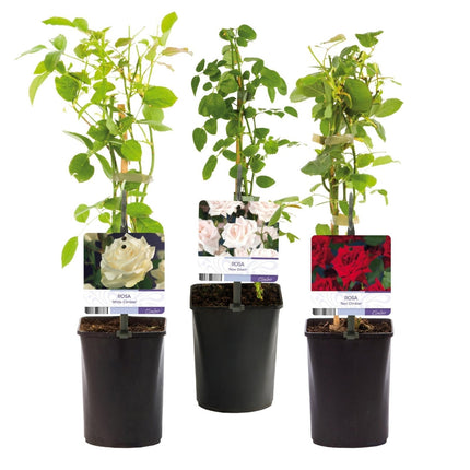 Kletterrose – Rosa Tricolour – Blüte Rosa - Weiß - Rot – 3 Pflanzen – Duftend – Geringer Pflegeaufwand – 11cm – Höhe ca. 40cm (Plant) kaufen bei Linkreich – Jetzt entdecken!