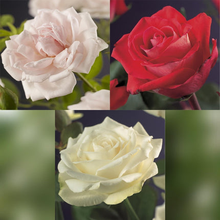 Kletterrose – Rosa Tricolour – Blüte Rosa - Weiß - Rot – 3 Pflanzen – Duftend – Geringer Pflegeaufwand – 11cm – Höhe ca. 40cm (Plant) kaufen bei Linkreich – Jetzt entdecken!