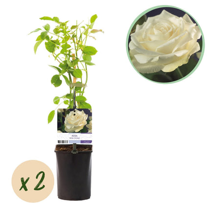 Kletterrose – Rosa White Climber – Blüte Weiß – 2 Pflanzen – Wenig Pflege – 11cm – Höhe ca. 40cm (Plant) kaufen bei Linkreich – Jetzt entdecken!