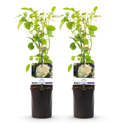 Kletterrose – Rosa White Climber – Blüte Weiß – 2 Pflanzen – Wenig Pflege – 11cm – Höhe ca. 40cm (Plant) kaufen bei Linkreich – Jetzt entdecken!