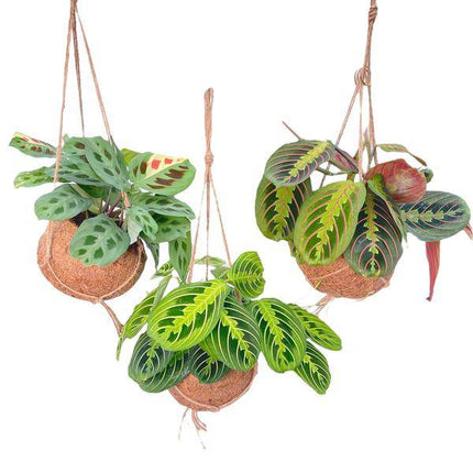 Kokodama Maranta Mix – 3 Pflanzen – Hängepflanzen – Zimmerpflanzen – Ø15cm – Höhe ca. 20cm – tropischer Mix im Natur - Kokodama (Plant) kaufen bei Linkreich – Jetzt entdecken!