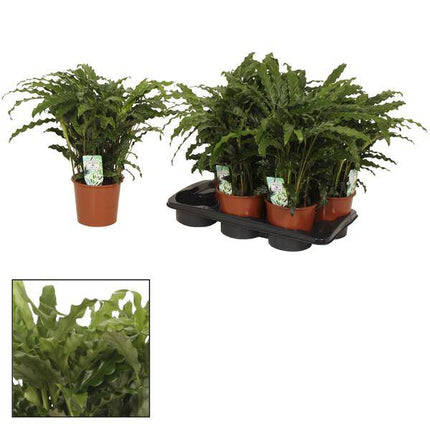Korbmarante Calathea Bluegrass – Zimmerpflanze – Ø17 cm – Ca. 65 cm hoch – Luxuriöses Laub mit violett - grünem Farbkontrast – Pflegeleichte Pflanze für indirektes Licht (Plant) kaufen bei Linkreich – Jetzt entdecken!