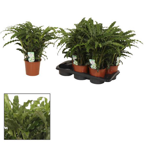 Korbmarante Calathea Bluegrass – Zimmerpflanze – Ø17 cm – Ca. 65 cm hoch – Luxuriöses Laub mit violett - grünem Farbkontrast – Pflegeleichte Pflanze für indirektes Licht (Plant) kaufen bei Linkreich – Jetzt entdecken!