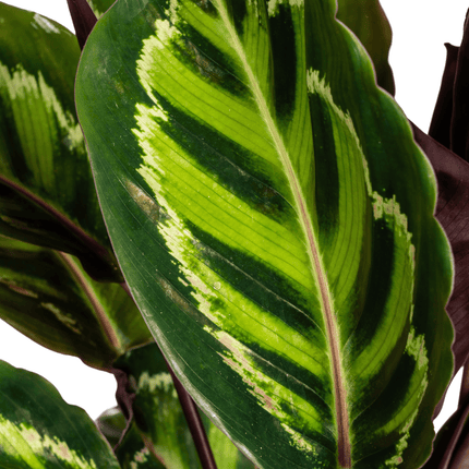 Korbmarante Calathea Roseopicta – Zimmerpflanze – Ø17 cm – 40–50 cm hoch – dekoratives Blattwerk (Plant) kaufen bei Linkreich – Jetzt entdecken!