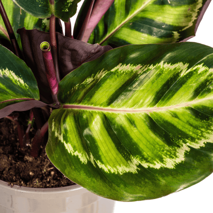Korbmarante Calathea Roseopicta – Zimmerpflanze – Ø17 cm – 40–50 cm hoch – dekoratives Blattwerk (Plant) kaufen bei Linkreich – Jetzt entdecken!