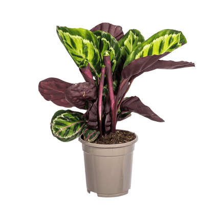 Korbmarante Calathea Roseopicta – Zimmerpflanze – Ø17 cm – 40–50 cm hoch – dekoratives Blattwerk (Plant) kaufen bei Linkreich – Jetzt entdecken!
