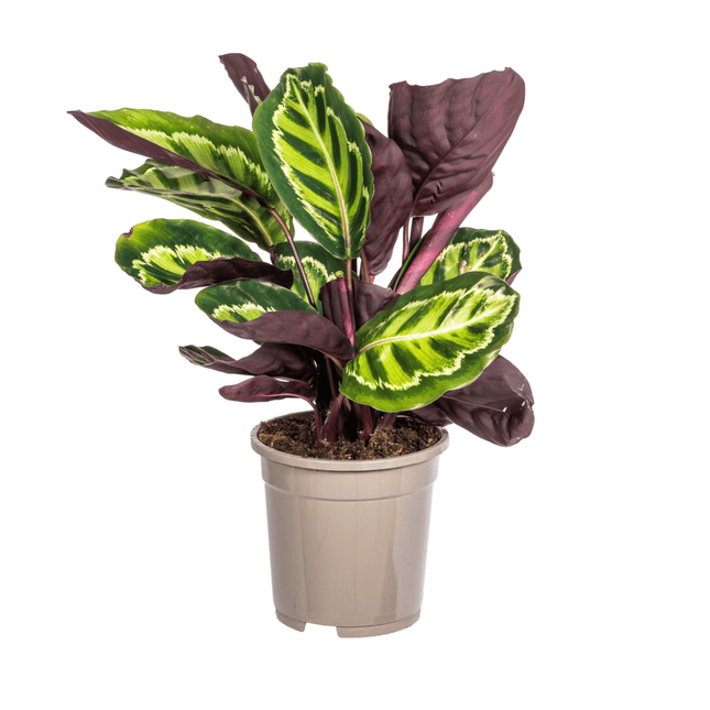 Korbmarante Calathea Roseopicta – Zimmerpflanze – Ø17 cm – 40–50 cm hoch – dekoratives Blattwerk (Plant) kaufen bei Linkreich – Jetzt entdecken!