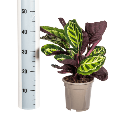 Korbmarante Calathea Roseopicta – Zimmerpflanze – Ø17 cm – 40–50 cm hoch – dekoratives Blattwerk (Plant) kaufen bei Linkreich – Jetzt entdecken!