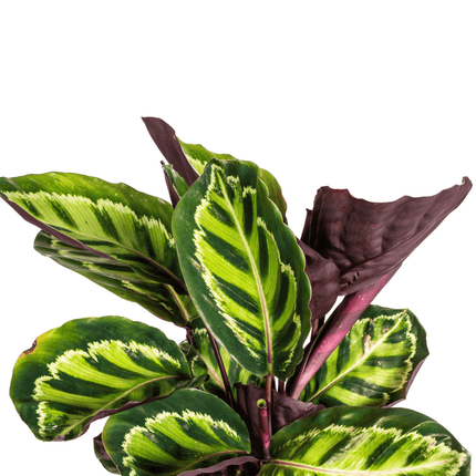 Korbmarante Calathea Roseopicta – Zimmerpflanze – Ø17 cm – 40–50 cm hoch – dekoratives Blattwerk (Plant) kaufen bei Linkreich – Jetzt entdecken!