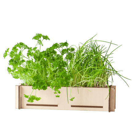 Kräuterpost – Petersilien - & Schnittlauchsamen mit Holz - Anzuchttablett – DIY - Kräutergarten für Fensterbank – Geschenkidee Briefkasten (Plant) kaufen bei Linkreich – Jetzt entdecken!