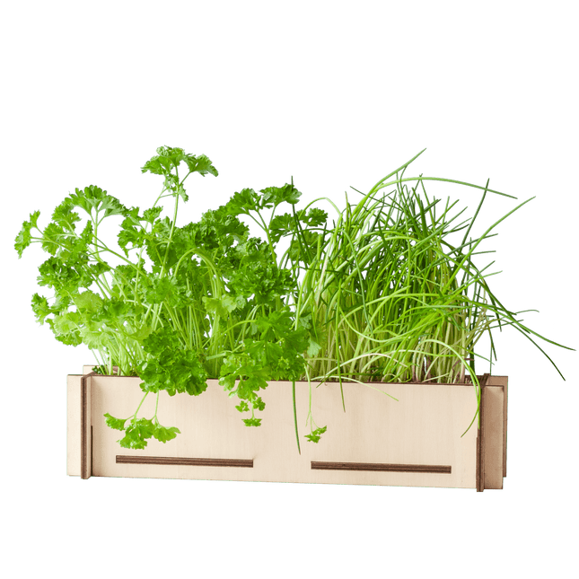 Kräuterpost – Petersilien - & Schnittlauchsamen mit Holz - Anzuchttablett – DIY - Kräutergarten für Fensterbank – Geschenkidee Briefkasten (Plant) kaufen bei Linkreich – Jetzt entdecken!
