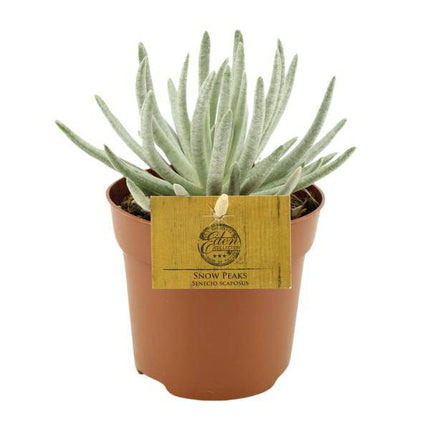 Kreuzkraut – Senecio Scaposus – Zimmerpflanze – Ø10,5cm – ↕15cm – Sukkulente mit silbrigem Blattwerk – Pflegeleicht & dekorativ (Plant) kaufen bei Linkreich – Jetzt entdecken!