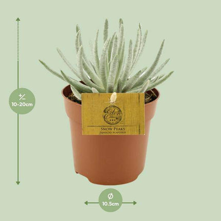 Kreuzkraut – Senecio Scaposus – Zimmerpflanze – Ø10,5cm – ↕15cm – Sukkulente mit silbrigem Blattwerk – Pflegeleicht & dekorativ (Plant) kaufen bei Linkreich – Jetzt entdecken!