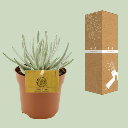 Kreuzkraut – Senecio Scaposus – Zimmerpflanze – Ø10,5cm – ↕15cm – Sukkulente mit silbrigem Blattwerk – Pflegeleicht & dekorativ (Plant) kaufen bei Linkreich – Jetzt entdecken!