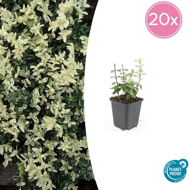 Kriechspindel Euonymus fortunei 'Harlequin' – ↕10 - 25cm – Ø9cm – 20 Pflanzen – Bunter Bodendecker für Beete, Töpfe & Garten – Winterhart & pflegeleicht (Plant) kaufen bei Linkreich – Jetzt entdecken!