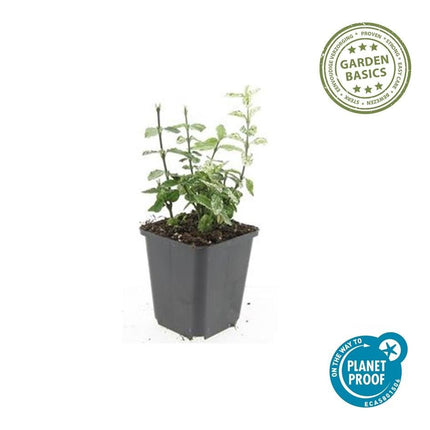 Kriechspindel Euonymus fortunei 'Harlequin' – ↕10 - 25cm – Ø9cm – 20 Pflanzen – Bunter Bodendecker für Beete, Töpfe & Garten – Winterhart & pflegeleicht (Plant) kaufen bei Linkreich – Jetzt entdecken!