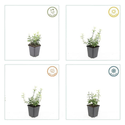 Kriechspindel Euonymus fortunei 'Harlequin' – ↕10 - 25cm – Ø9cm – 20 Pflanzen – Bunter Bodendecker für Beete, Töpfe & Garten – Winterhart & pflegeleicht (Plant) kaufen bei Linkreich – Jetzt entdecken!