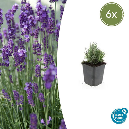 Lavendel Lavandula angustifolia 'Dwarf Blue' – ↕10 - 25cm – Ø9cm – 6 Pflanzen – Zwerglavendel, Duftend, Silbergrünes Laub, Bienenfreundlich, Winterhart (Plant) kaufen bei Linkreich – Jetzt entdecken!