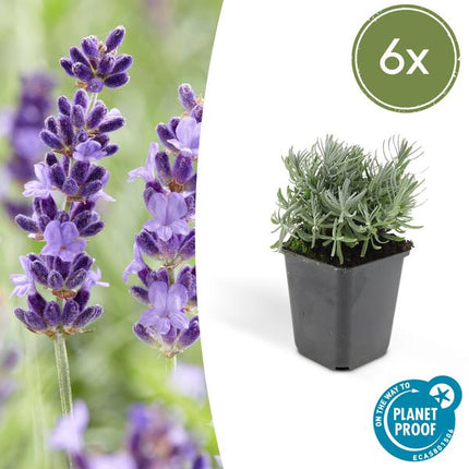 Lavender Lavandula 'Hidcote' – 6 Pflanzen – Reich blühender Lavendel – ↕10 - 25cm – Ø9cm – pflegeleicht & sonnig (Plant) kaufen bei Linkreich – Jetzt entdecken!