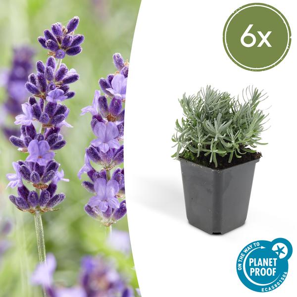 Lavender Lavandula 'Hidcote' – 6 Pflanzen – Reich blühender Lavendel – ↕10 - 25cm – Ø9cm – pflegeleicht & sonnig (Plant) kaufen bei Linkreich – Jetzt entdecken!