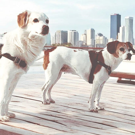 Anti-Stress-Geschirr STURMFREI®, Größe S