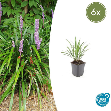 Lilientraube Liriope muscari 'Ingwersen' – ↕10 - 25cm – Ø9cm – 6 Pflanzen – Bodendecker, Immergrün, Violette Blüten, Winterhart, Pflegeleicht (Plant) kaufen bei Linkreich – Jetzt entdecken!