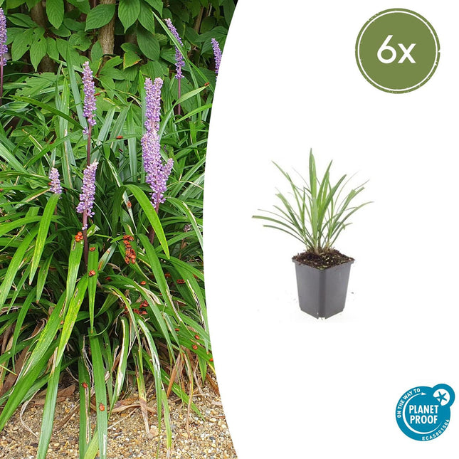 Lilientraube Liriope muscari 'Ingwersen' – ↕10 - 25cm – Ø9cm – 6 Pflanzen – Bodendecker, Immergrün, Violette Blüten, Winterhart, Pflegeleicht (Plant) kaufen bei Linkreich – Jetzt entdecken!