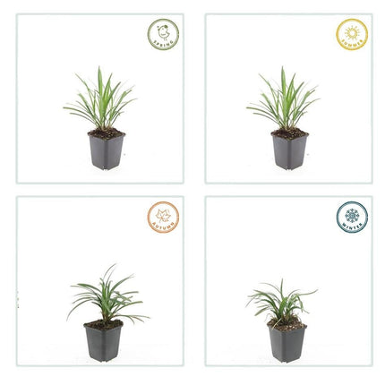 Lilientraube Liriope muscari 'Ingwersen' – ↕10 - 25cm – Ø9cm – 6 Pflanzen – Bodendecker, Immergrün, Violette Blüten, Winterhart, Pflegeleicht (Plant) kaufen bei Linkreich – Jetzt entdecken!