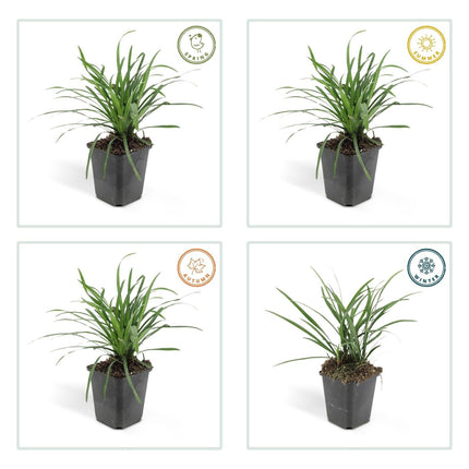 Liriope muscari 'Big Blue' – 24 Pflanzen – Immergrüner Bodendecker – 9cm – ↕10–25cm – Mit violetten Blütenrispen – Pflegeleicht & winterhart – Für Halbschatten & Beete (Plant) kaufen bei Linkreich – Jetzt entdecken!