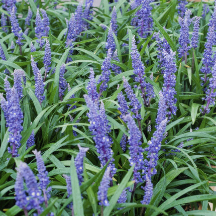 Liriope muscari 'Big Blue' – 48 Pflanzen – Immergrüner Bodendecker – 9cm – ↕10–25cm – Mit violettblauen Blüten – Pflegeleicht & winterhart – Für Halbschatten & Beete (Plant) kaufen bei Linkreich – Jetzt entdecken!