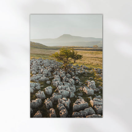 Lone Tree, Ingleborough – Yorkshire Dales Wall Art Print