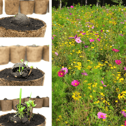 Lose Wildblumen-Samenbomben, unverpackt